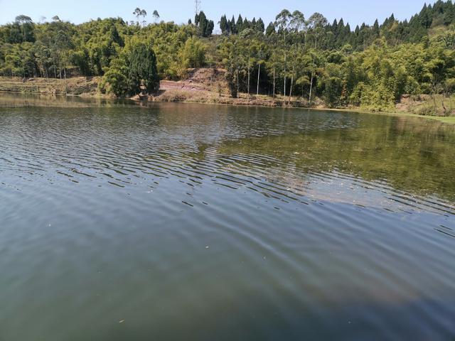 ##水库钓鱼被小鱼闹窝，钓友一怒之下用麦穗鱼钓鲫鱼，谁知竟连杆了