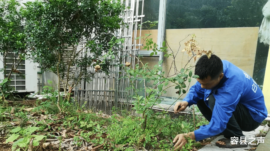 容县之声|广西两小区抓到30多条蛇，最长的比成年人还高！