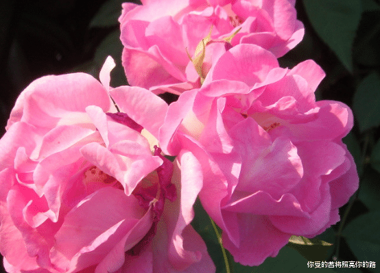 『』6月中旬强势转运，4属相钱财翻番涨，事业红红火火，生活平安顺心