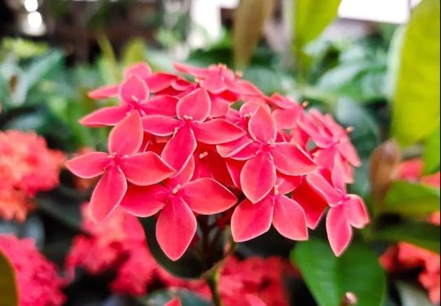 Apple Watch|不吹不黑，这部iQOO U1到底值不值的入手？