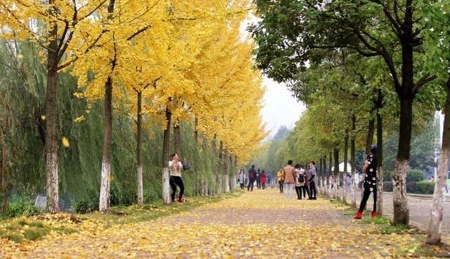 大学|我国唯一惨遭降级的大学分校，从211降为普通本科，本部却成了985