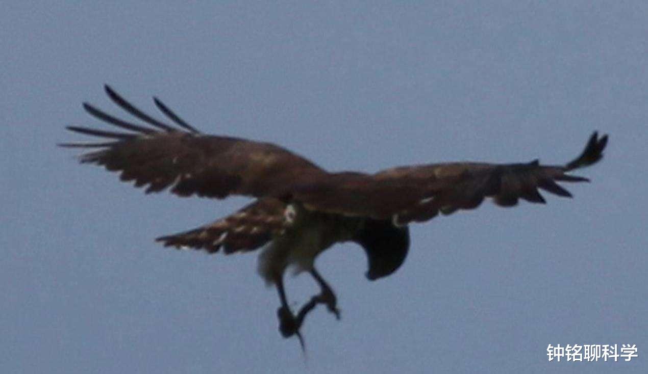 #蟒蛇#巨蟒有天敌吗？它的天敌是什么？