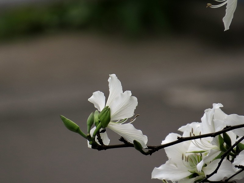「生肖」未来一周,姻缘大好,桃花运十足,爱情已经到来的四大生肖