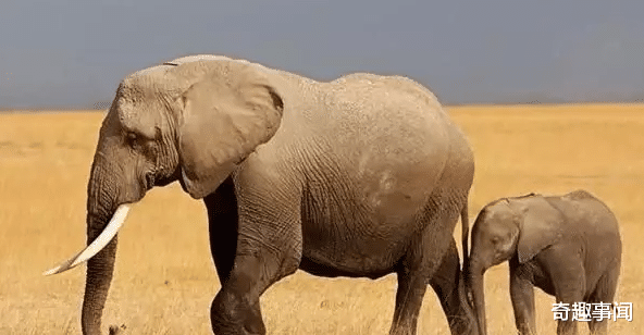 王骏|大象那么巨大，为什么交配时间连一分钟都不到，看完涨知识了