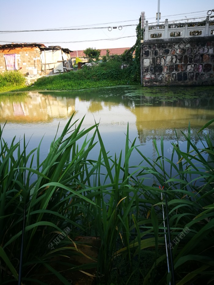 |续钓闸口，再现大板鲫