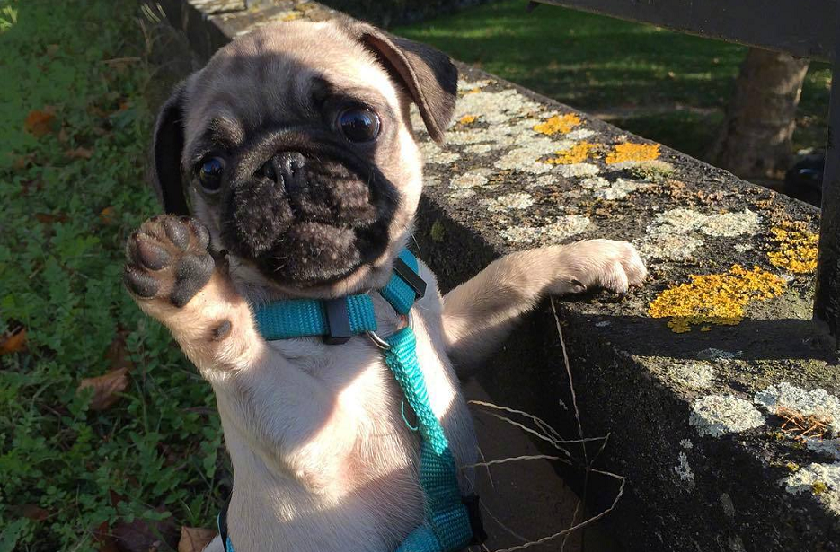 出短差时，要给狗狗放多少狗粮比较好？