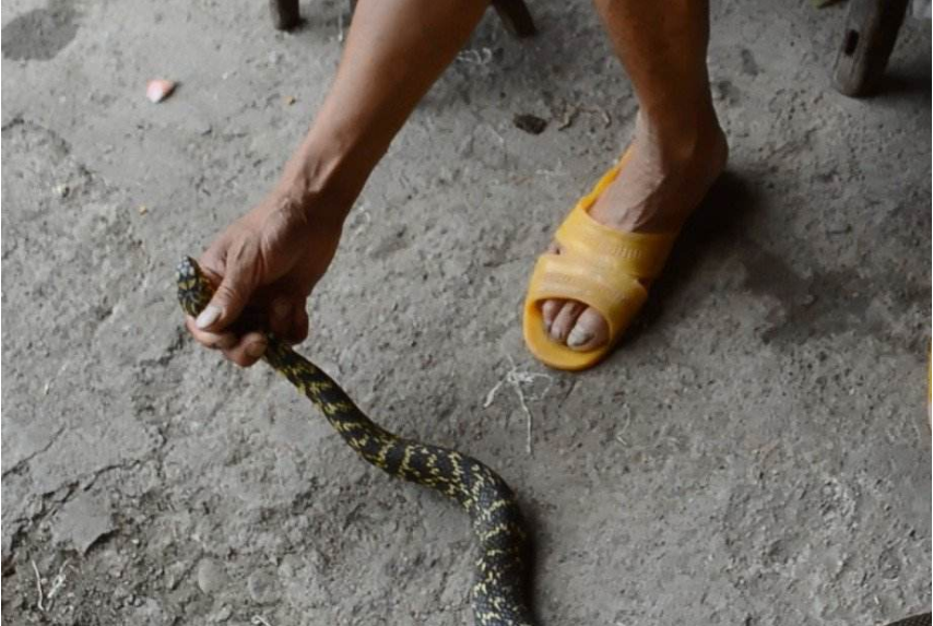 「」打蛇真的要打“七寸”处吗？为何不能直接攻击脑袋？