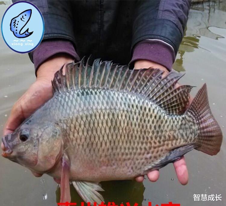 罗非鱼|垂钓着发现珠江的罗非鱼?大幅度减少，经过调查，有不明外来物种入侵