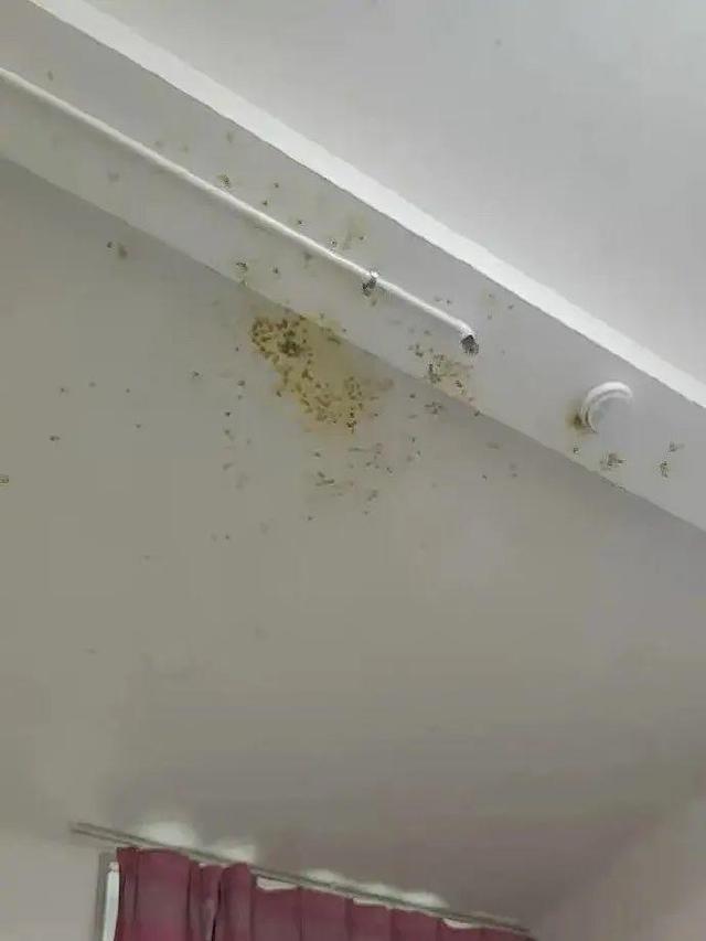 可乐|威力堪比「可乐+曼妥思」！为什么百香果酱一碰就炸？