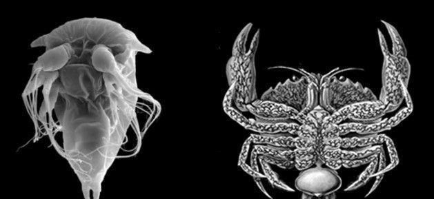 新型冠状病毒的疫苗|“蟹奴”是一种怎样的生物？为何能让螃蟹失去自我意识？