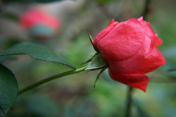 生肖|2020年被财神爷砸中的4大生肖，被砸中就是发大财，大富大贵