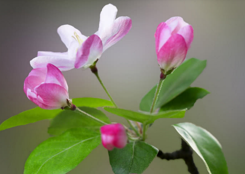 「运势」十二生肖中，6月好运涌进门，财气风调雨顺，事业出人头地的生肖