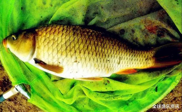 鲫鱼：十年野钓经验后才发现：一旦进入了夏季，这四种鲤鱼最感兴趣