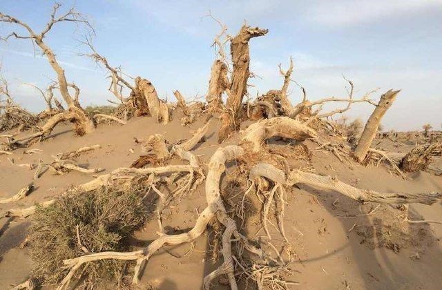 干旱|胡杨真的是“千年不枯，枯后千年不倒，倒后千年不腐”吗？