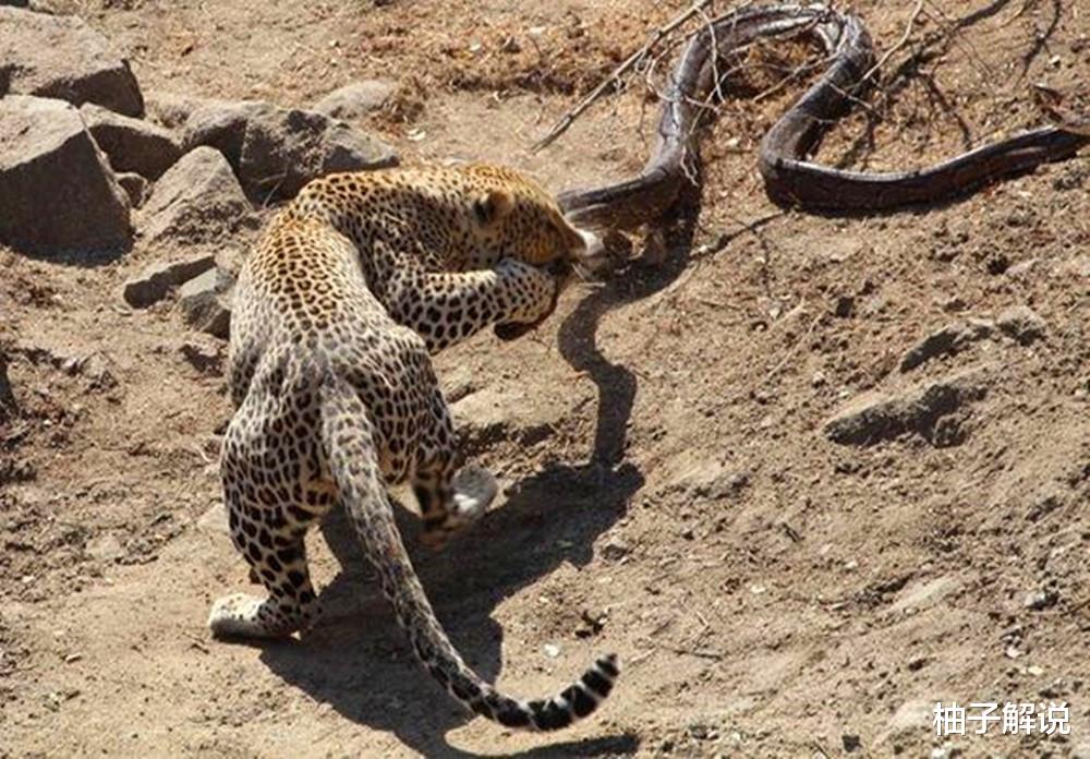 【蟒蛇】5米长的蟒蛇正在进食，结果被花豹盯上了，豹子：这辣条真好吃！