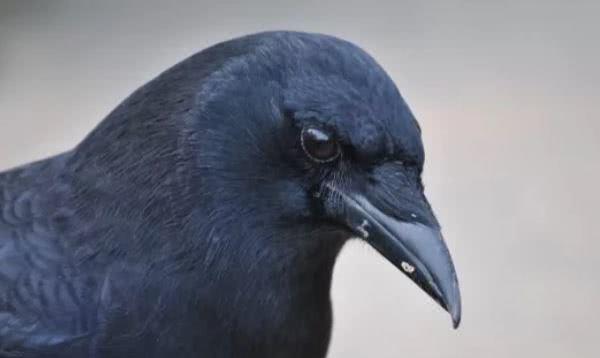 【大象】人类会永远统治地球吗？3种动物表示不服：我们只是不和你争而已