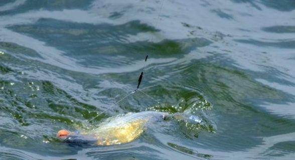 |老钓友通过2个小技巧告诉你，如何判断自己的调钓是否正确？