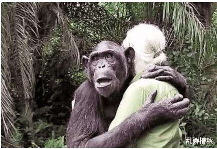 猩猩|人和猩猩能否打破生殖隔离？当年亲自试验的女科学家，结果怎样？