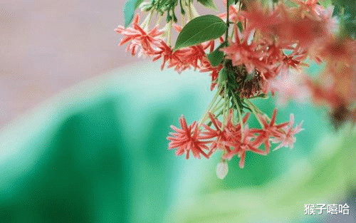 【金牛座】6月开始缘分来袭，桃花运顺风顺水，脱单指日可待的四大生肖