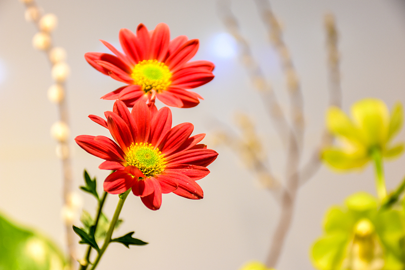 #运势#越老越有福的4大生肖女，一生积德行善，个个都是富婆命