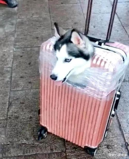 女孩拉着一个狗头行李箱，还以为是摆设，凑近一瞧忍不住翻白眼