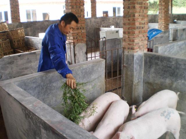 生猪价格@猪价接连下跌，猪市要“崩盘”了吗？3个好消息已显现！