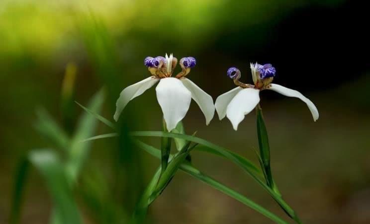 生肖|9月下旬开始财运添旺，事业喜获丰收，家旺事业兴的4大生肖