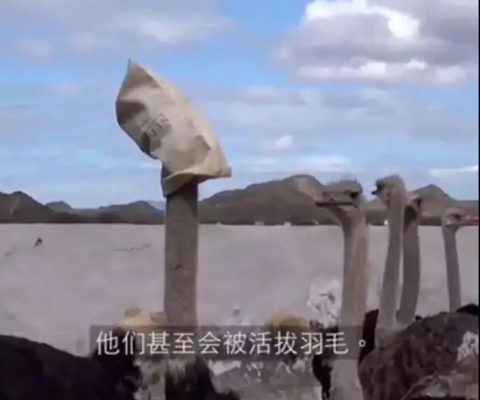 鸵鸟|网传张雨绮未能成团，富婆人设不倒：我却看到了人类贪婪的一幕