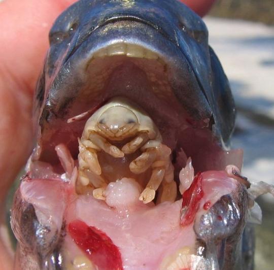 裂头蚴|这些令人作呕的寄生生物 虽然是为了生存但是还是好恶心