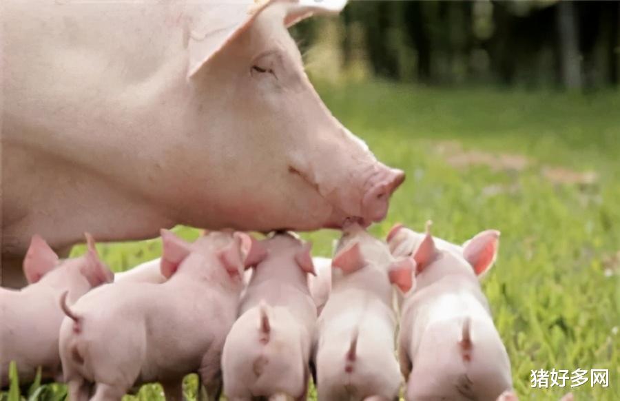 12月16日15公斤仔豬價格，能繁母豬供應增加，仔豬上漲行情難保？-圖3