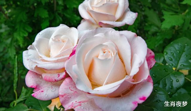 『天秤座』4月，爱情花开，旧情人再次回归，3生肖爱意蔓延，不管不顾在一起