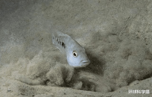 科学家|人类技术这么发达，为何征服不了38条沙漠鱼？可能只能任其灭绝