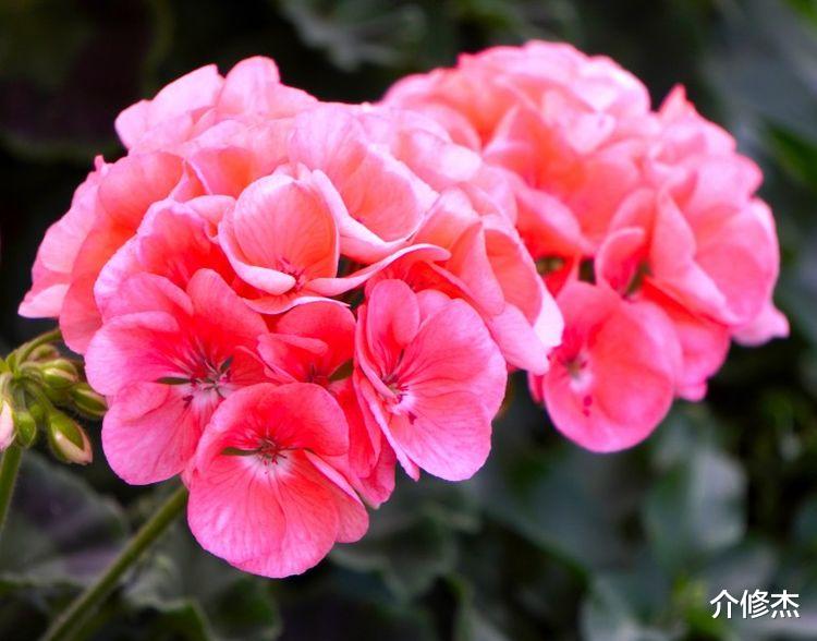 天秤座|9月份中旬开始，桃花缠身，喜迎爱情，即将如愿美梦成真的4大星座