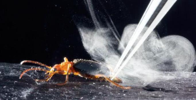 「毒蛇」自然界中为什么没有喷火生物?有喷火潜质的,都因不划算而放弃了