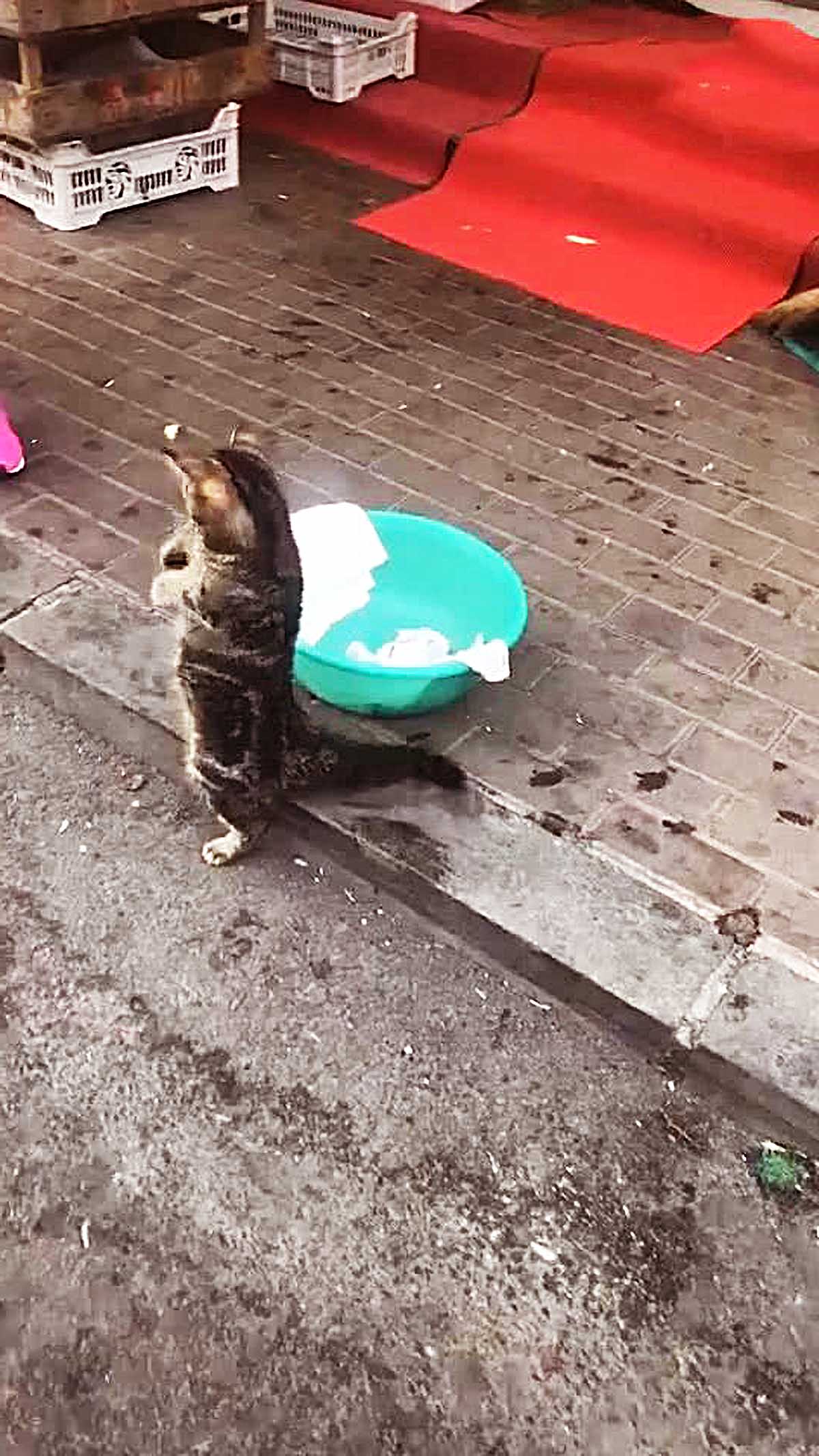 小猫咪举动怪异，竟突然直立不停地摇晃脑袋，引发众人争议！