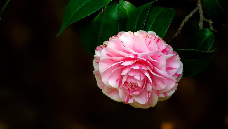 生肖:7月开始吉星庇佑,喜事多见,财运挡不住的生肖