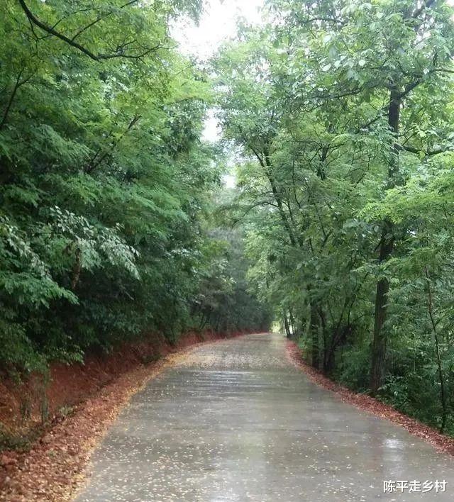 [秦岭]秦岭大山里的乡间道路，简直就是仙道，像穿越绿色的时空隧道一样