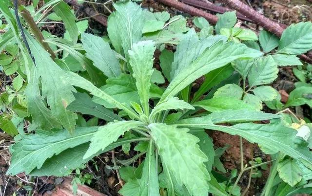 「」此植物名为“小白酒”，治疗肠胃有特效，在田边很多，别再当杂草