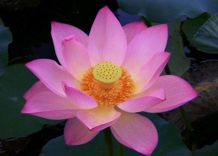 |下半年，横财降临，3属相财如雨下，事业腾达，即将转富贵