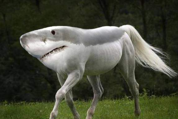 沧龙|真的有动物杂交吗，难道就没有害处？人类让动物杂交是正确的吗？