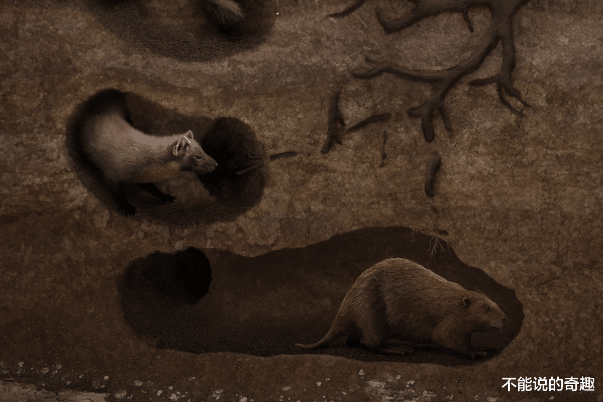 海狸@美国“魔鬼的螺丝”：形状奇特，历经百年终被科学家解开神秘起源