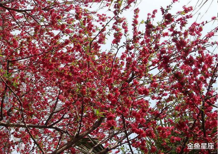 「」2020年遇财神，财源大爆发，3属相发横财停不下来，富贵不愁