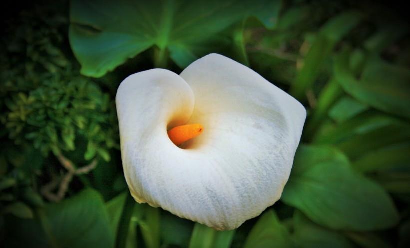 生肖|10月，难舍前任，爱情失而复得，最终重归于好的四大星座