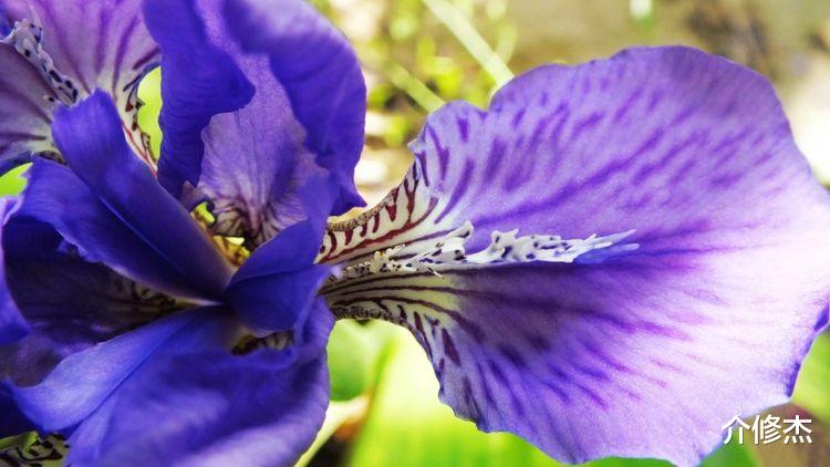 桃花朵朵开|9月起桃花朵朵开，转角遇真爱，月老来牵线，爱情喜上眉梢的星座