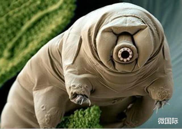 「水母」地球上这4种生物违背了生命规律？太岁上榜， 跳出三界之外？