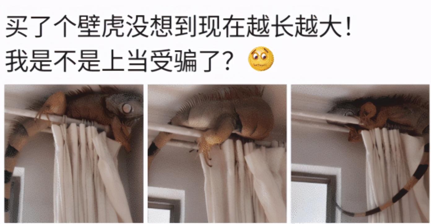 伊隆·马斯克|“如果螳螂和狮子的体型一样大,它的战斗力咋样?”答案出乎人的意料