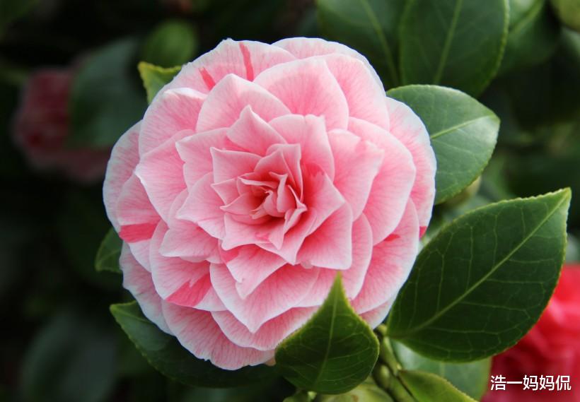 『生肖』大难已过,7月2号开始有财运的3生肖,有钱赚,过上好日子