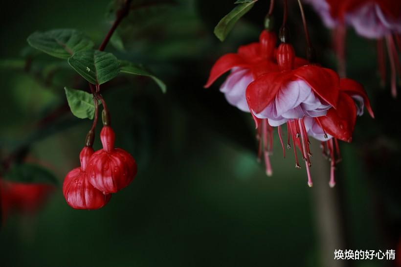 【生肖】近段时间，缘分桃花执念太深，美好姻缘瞬间驾到的4大生肖！