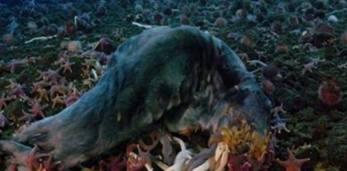 南极|南极出现3米长的巨虫，能够吞噬海豹，它究竟是什么生物？