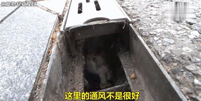 猫咪被困下水道数月，好心人终将其救出：这么可爱，跟我回家吧！